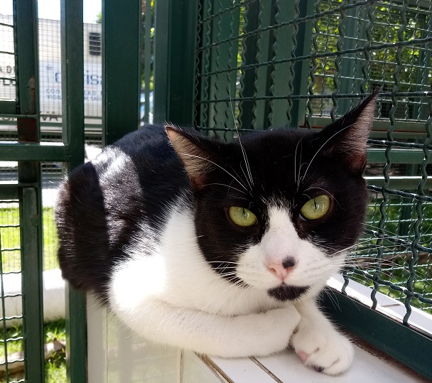 #PraCegoVer: Fotografia do gatinho Chuecke. Ele é preto e branco, tem os olhos amarelos e o nariz rosa. Ele está olhando fixamente para a câmera e está deitado.